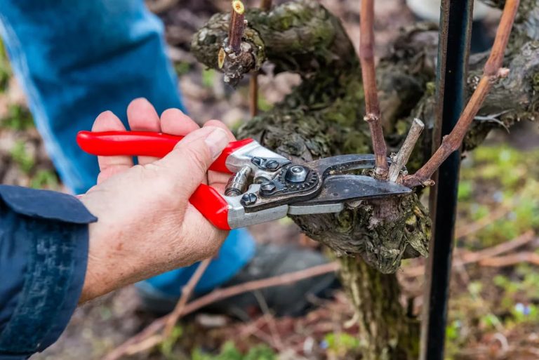 Read more about the article Vineyard Pruning 101: Essential Tips and Pruning Tools