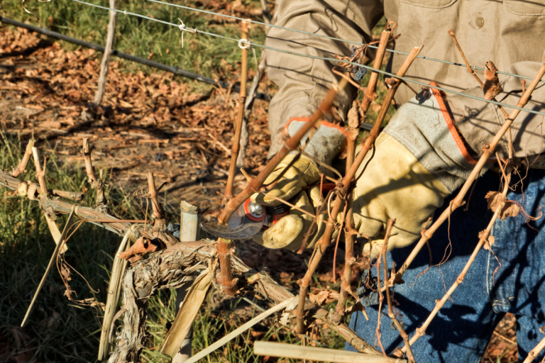 Read more about the article Top 10 Vineyard Supplies for the Dormant Season