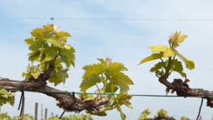 Bud break is when the vines awaken from their winter hibernation,