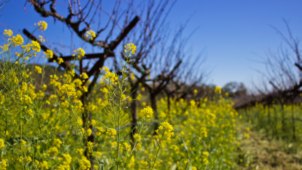 The concept of using mustard seeds before bud break for ripe and healthy grapes.