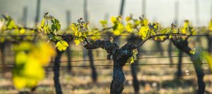 Lee más sobre el artículo Spring Vineyard Care: Essential Practices for a Healthy Growing Season