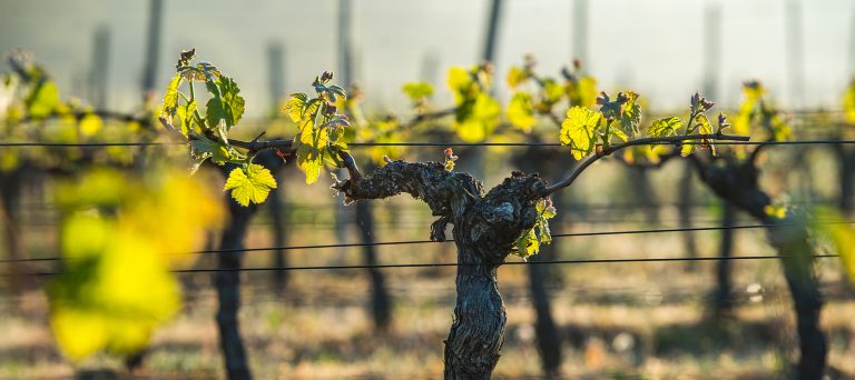 Read more about the article Spring Vineyard Care: Essential Practices for a Healthy Growing Season
