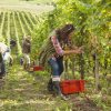 People working in a vineyard harvesting different varieties of grapes using harvest tools.