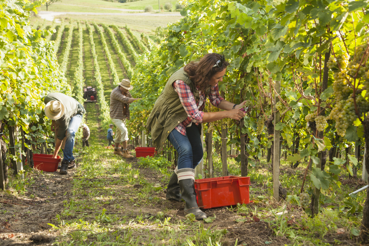 People working in a vineyard harvesting different varieties of grapes using harvest tools.