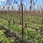Tools & Strategies for Vine and Canopy Management