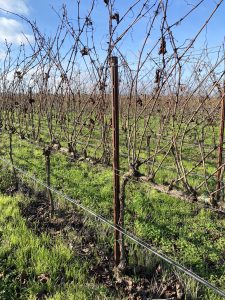 Lee más sobre el artículo Tools & Strategies for Vine and Canopy Management