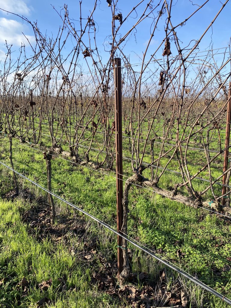 Read more about the article Tools & Strategies for Vine and Canopy Management