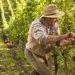 Post-Harvest Maintenance for a Thriving Vineyard