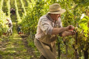 Preparing for post-harvest vineyard management.