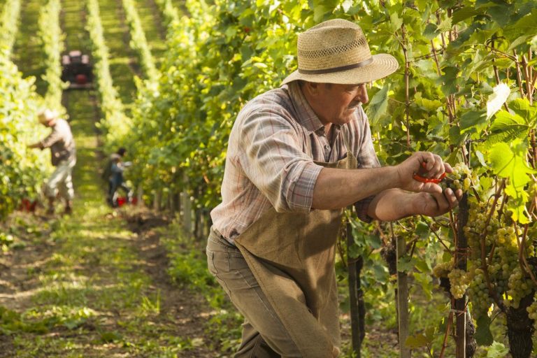 Read more about the article Post-Harvest Maintenance for a Thriving Vineyard