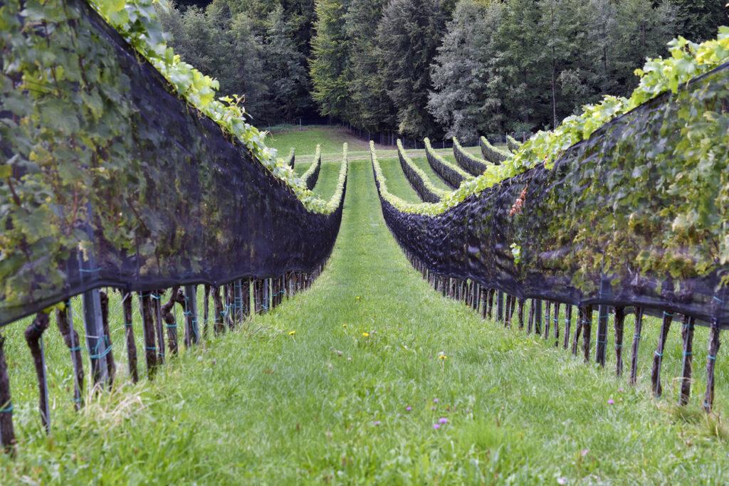 Canopy management strategies - grapes in a vineyard with nets to protect against bird damage.