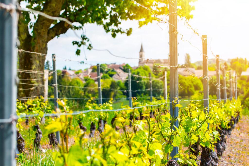 Vineyard fencing concept - Vineyard with forming grapes secured by a barbed wire fence.