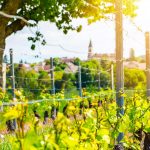 4 Fences That are Best for Vineyard Fencing