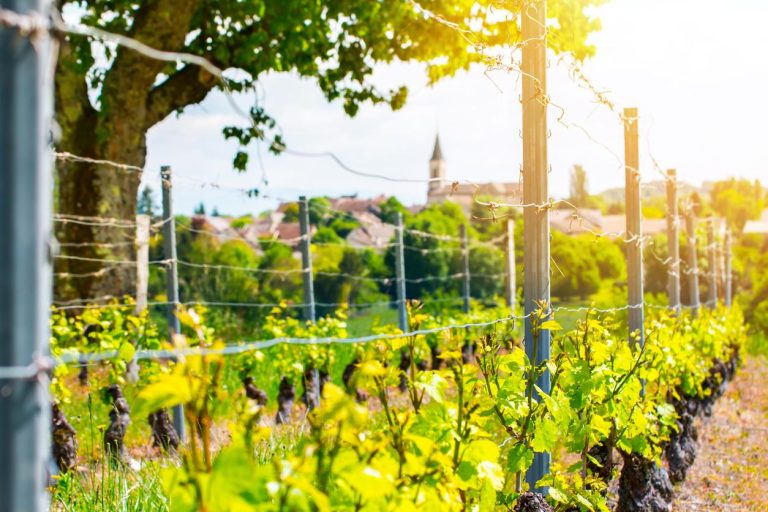 Read more about the article 4 Fences That are Best for Vineyard Fencing