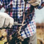 Caring for Vines in the Winter: Why and What to Do