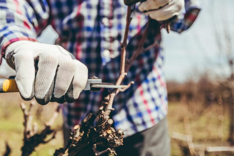 Read more about the article Caring for Vines in the Winter: Why and What to Do