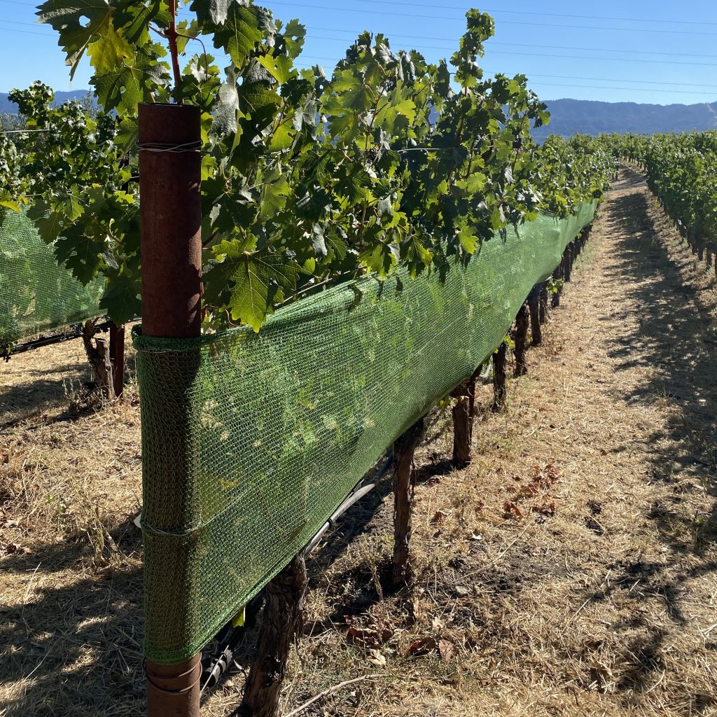 Vineyard row with shade cloth