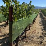 Shade Cloth in Vineyards: Enhancing Grape Quality