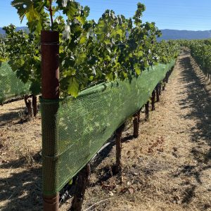 Lee más sobre el artículo Shade Cloth in Vineyards: Enhancing Grape Quality