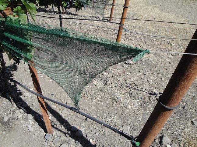 the importance of shade cloth in vineyard management.