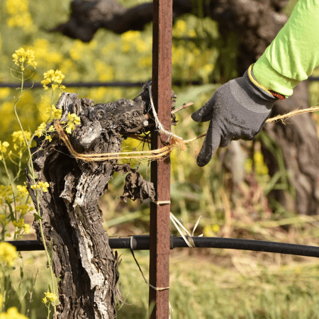 Tying Bull Rope