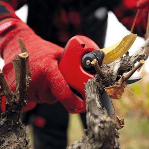 PRUNING_F-PRUNER-834 4