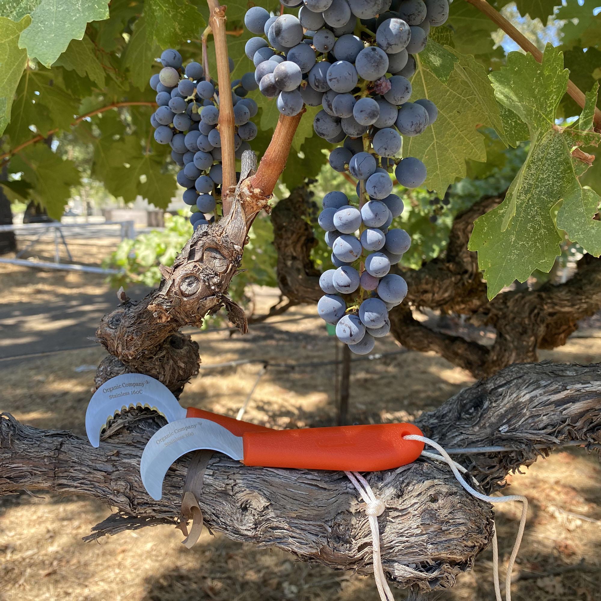 Grape-Knives-5