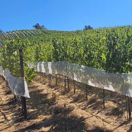 OKFC white shade cloth 2024-6_SQR