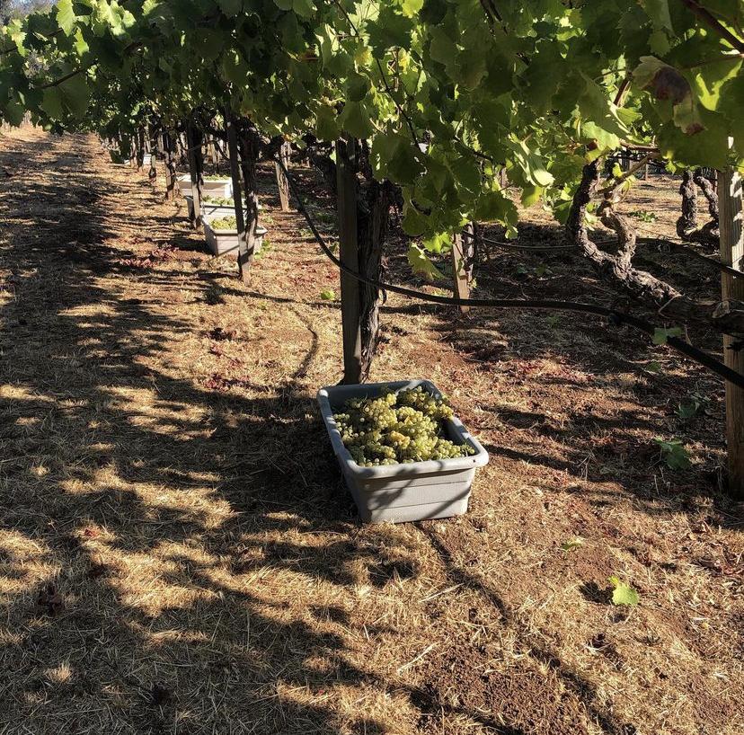 storybook IG pic harvest 2021