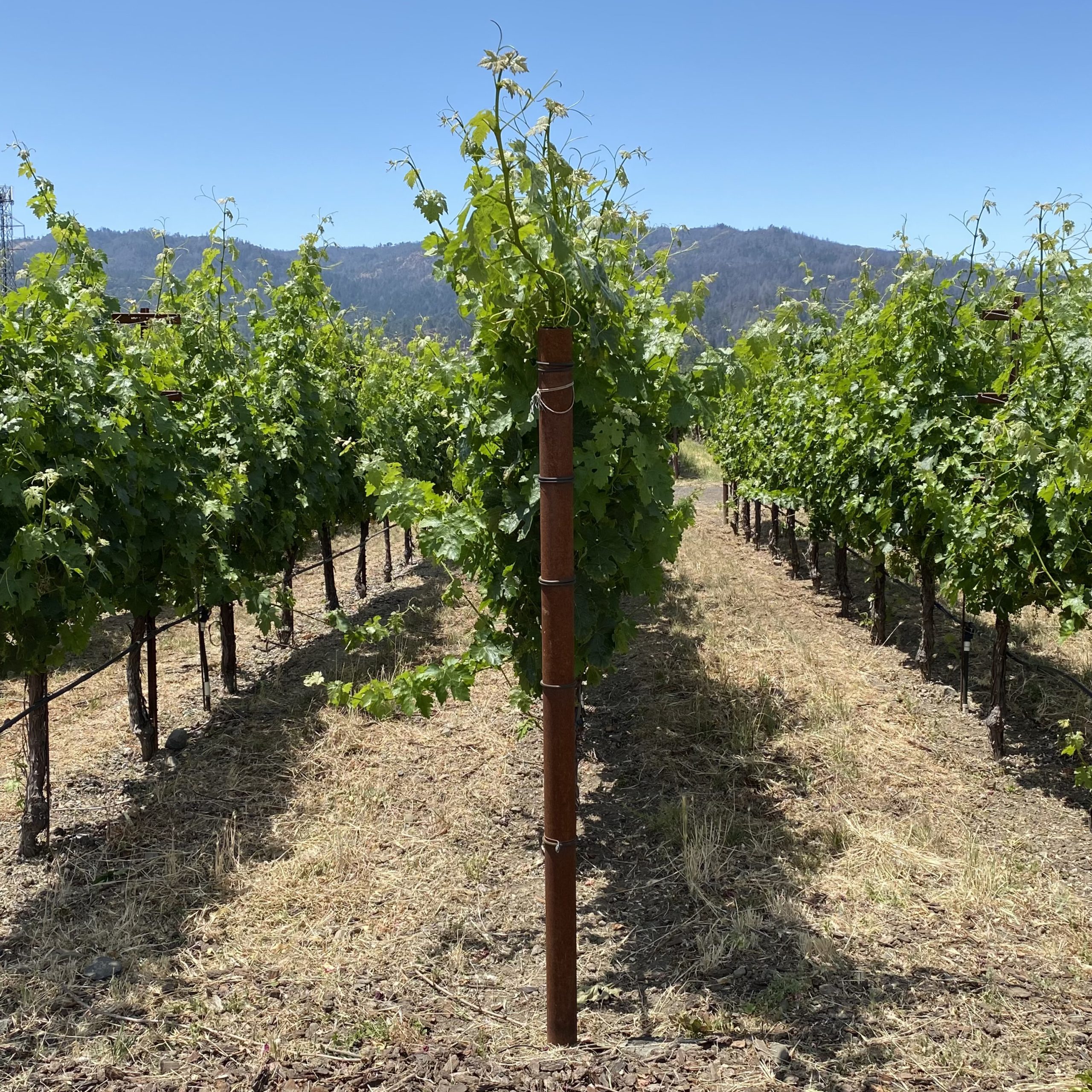 End posts behind Tre Posti-1_SQR