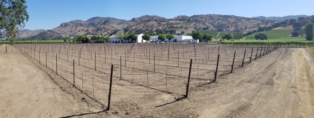 New vineyard installation