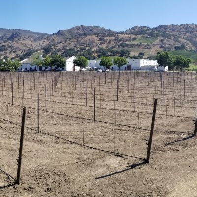 Trellis & Vineyard Development