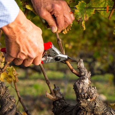 Pruning Supplies