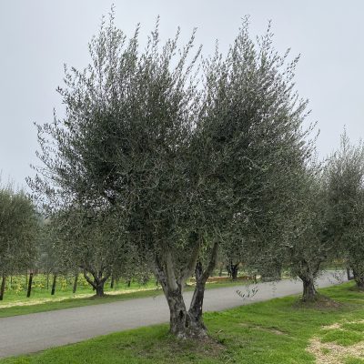Olive Orchard Supplies