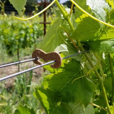 Tying & Canopy Management